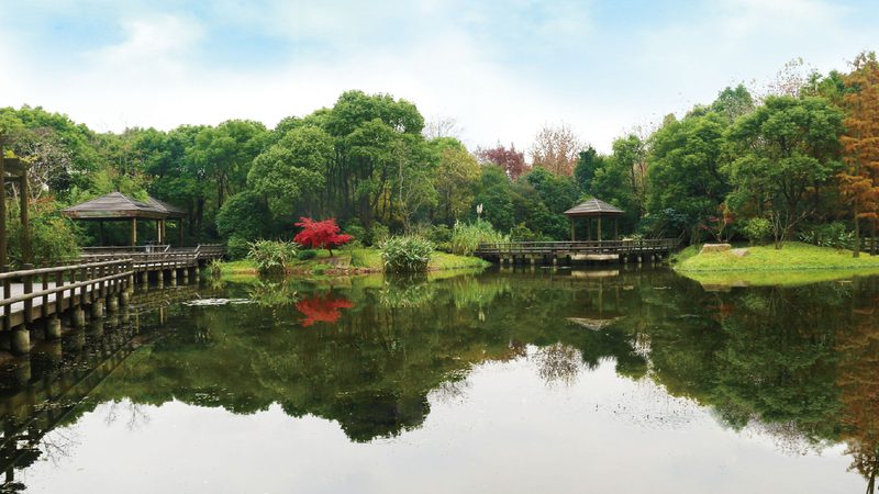 南京百慕大草坪冬季休眠期的养护要点**