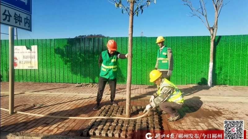 成都绿植租赁批发市场的价格之谜**